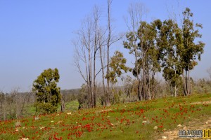 פריחה אדומה ביער בארי - צילום: אפי אליאן